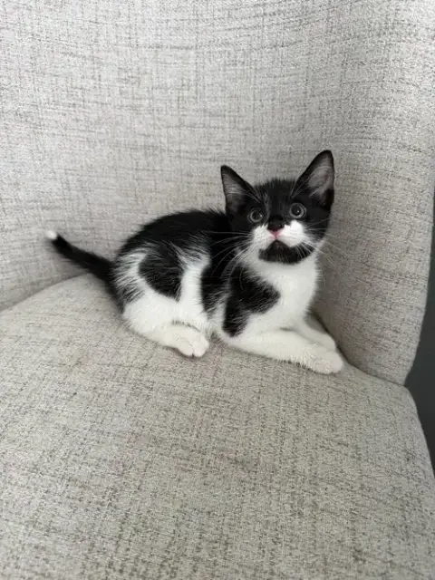 Harrys Cats
