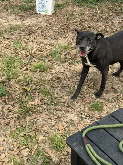 Rhoda