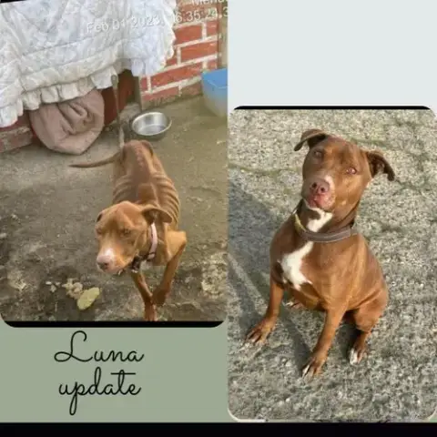 Luna photo 2