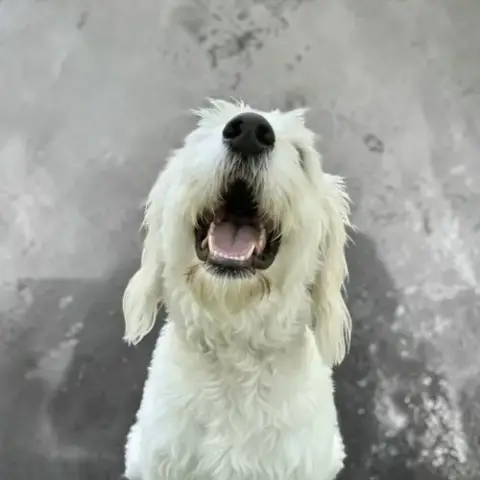 Tobie photo 2