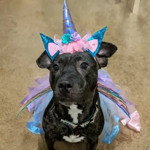 Artemis In Verona Va