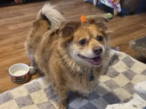 Otis