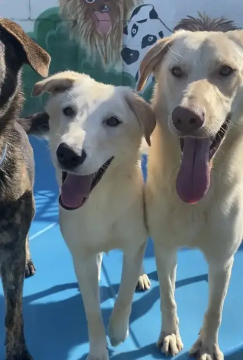 Bella Lab photo 4