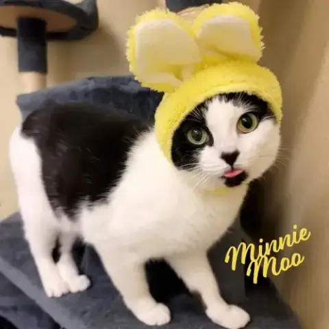 Minnie Moo #Love-Machine
