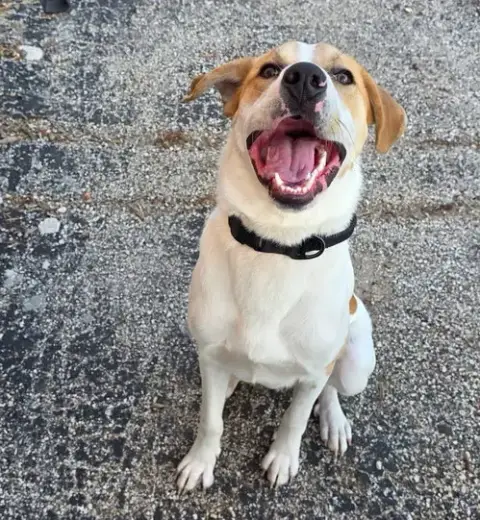 Buddy photo 3