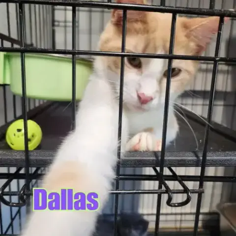 Dallas & Horik photo 2