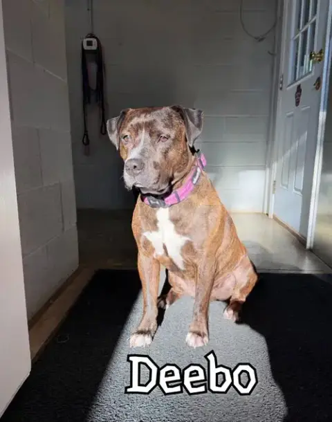 Deebo photo 3