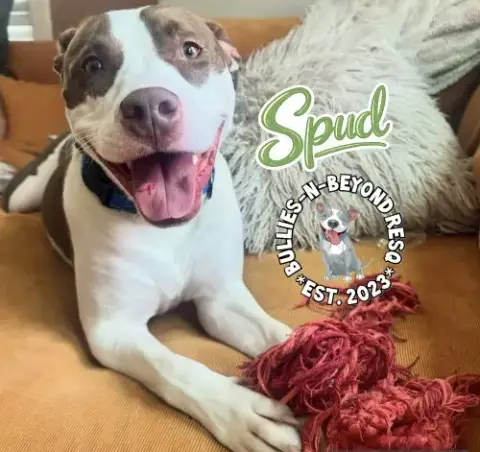 Spud photo 2