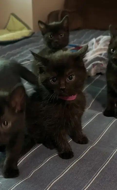 Melody Cats photo 3