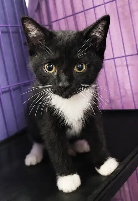 Kitten Slim Jim photo 2