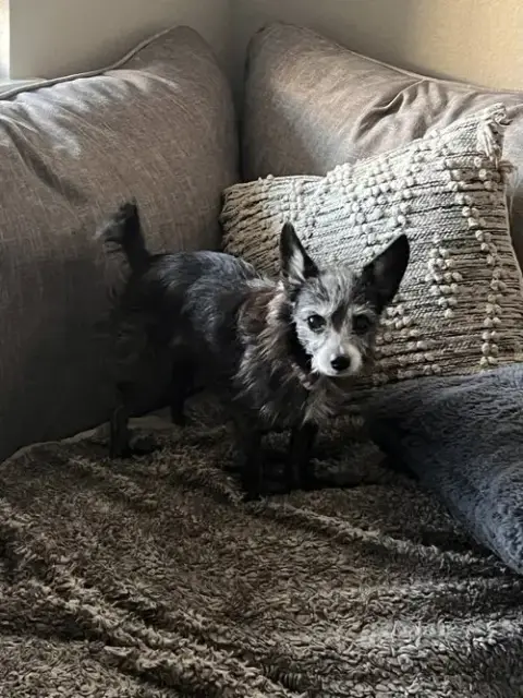 Gidget photo 3