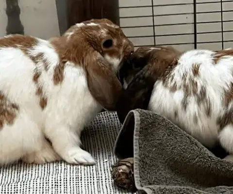 Willow And Winnie photo 3