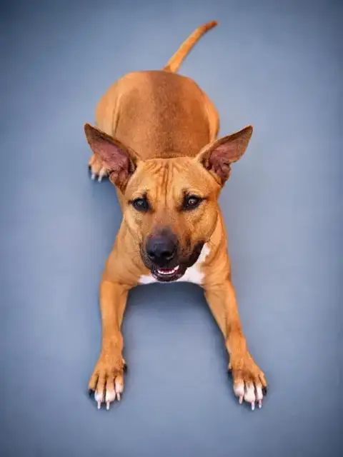 Brandy photo 4