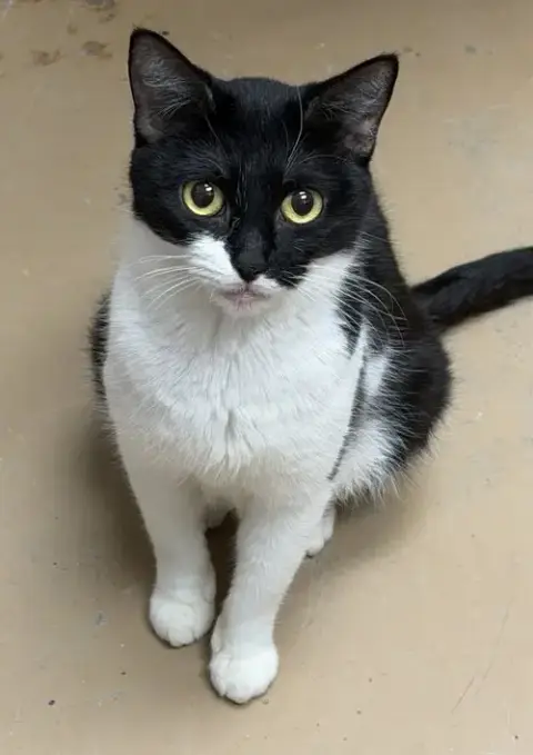 Blossom: Meet Me At Fancy Paws