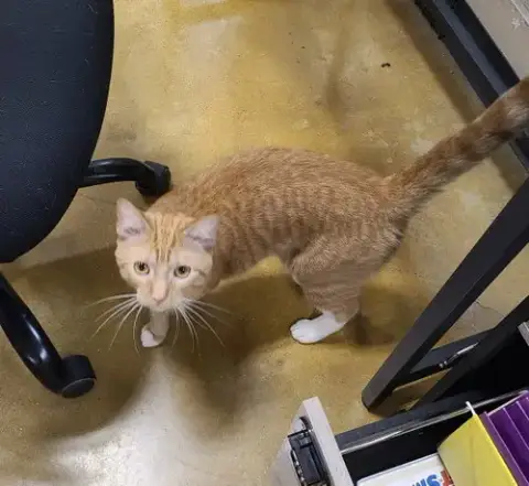 Ronald Meowsley photo 2
