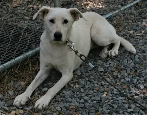 Dolly photo 4