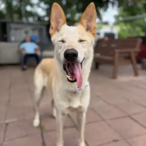 Samson