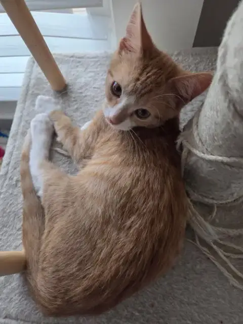 Peanut =^.^= photo 4