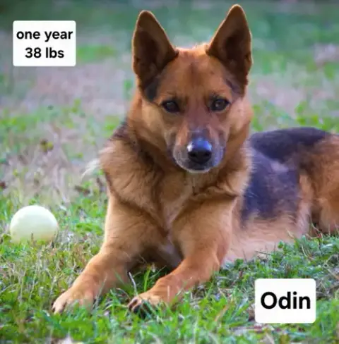 Odin Dixon