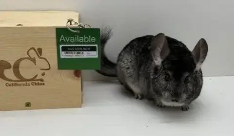 Dusty photo 2