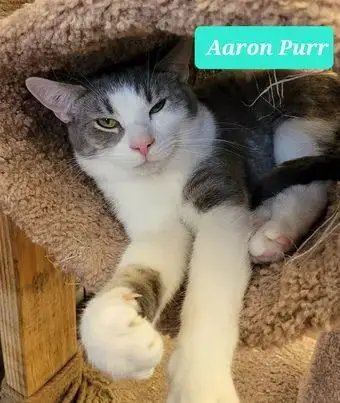 Any Cat photo 2