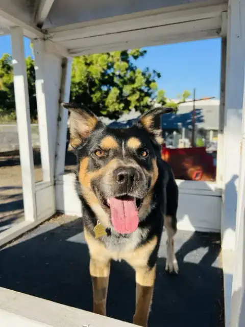Bowser photo 2