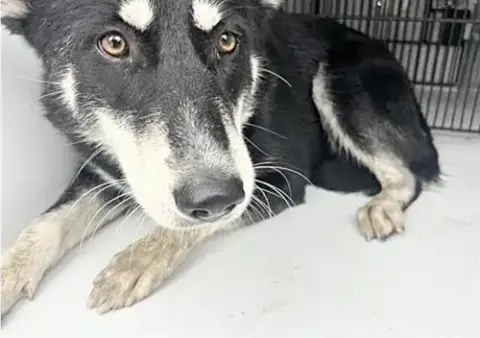 Jada