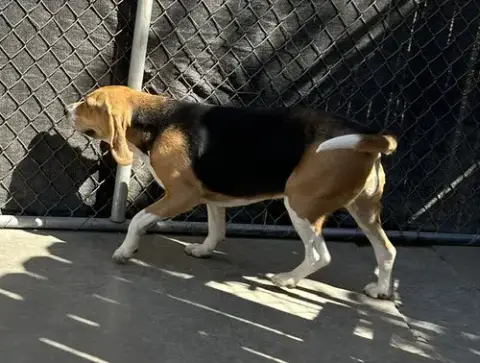 Ella-Adopted 6/17/26 photo 4