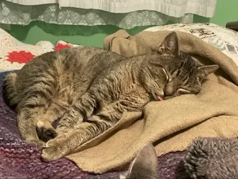 Jeffrey