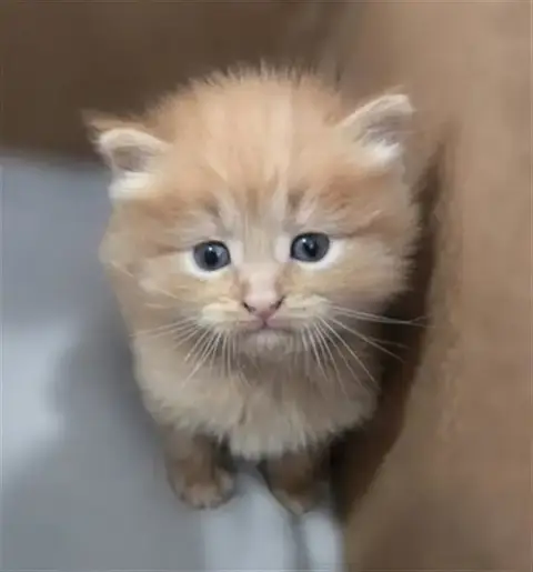 Ember