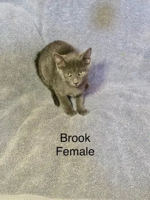 Brook