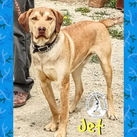 Jet