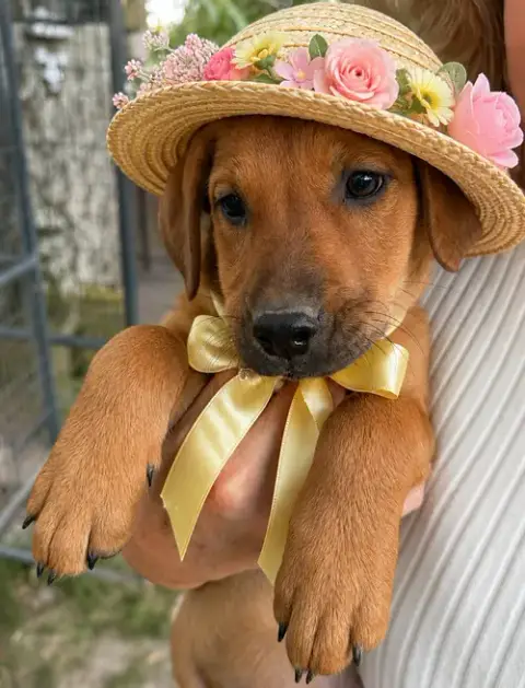 Golden Lab  Pups photo 3