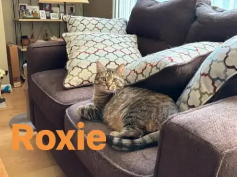 Roxie photo 2