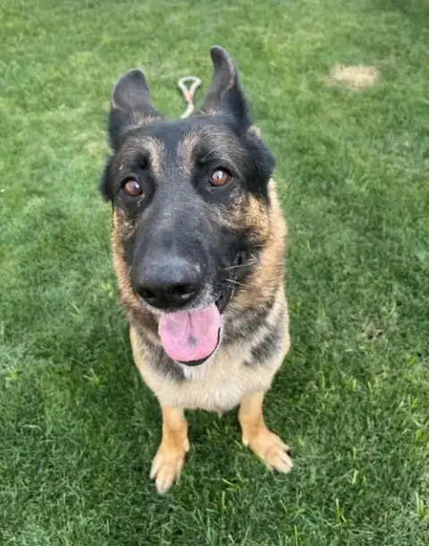 Brutus photo 5