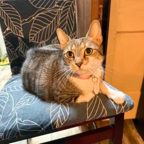 Delcie