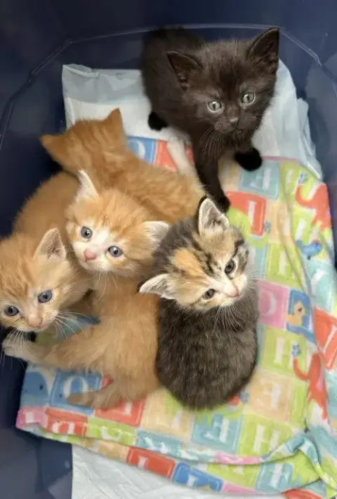 Capital Cats photo 4