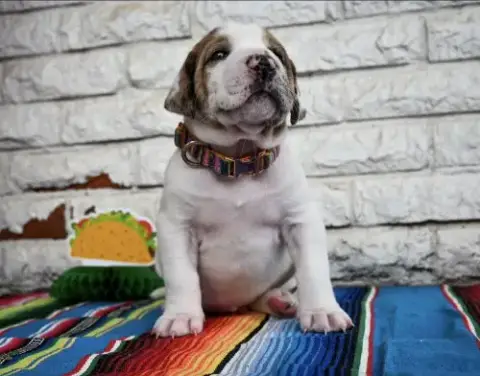 Queso photo 2