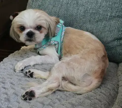 Stitch photo 5