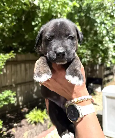 Momma Iris' Litter: Trooper photo 2
