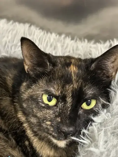 Holly