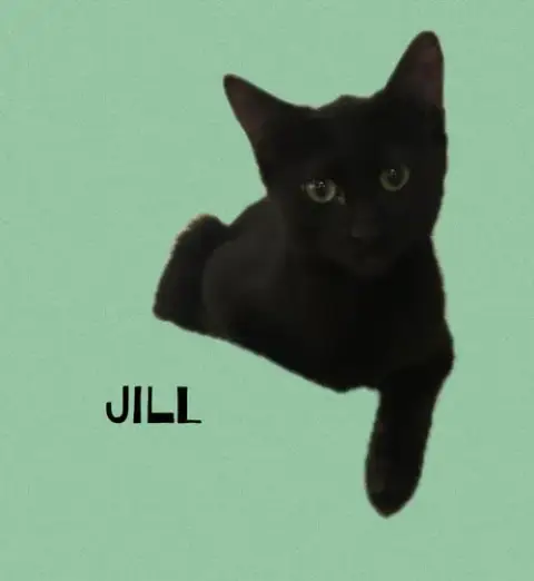 Jill photo 2