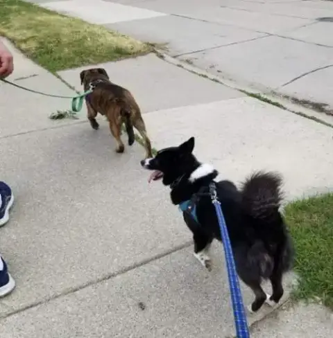 Tigger *Loves Going For Walks With Other Dogs* photo 3