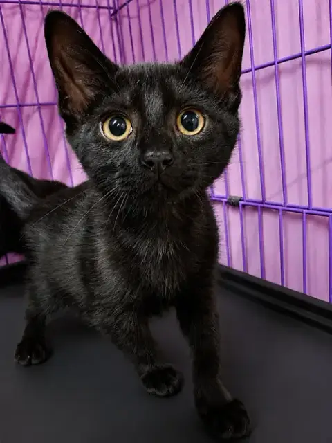 Kitten Krave photo 2