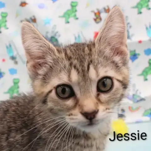 Jessie photo 3