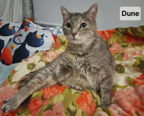 Duchess Of Dune: Not At Shelter