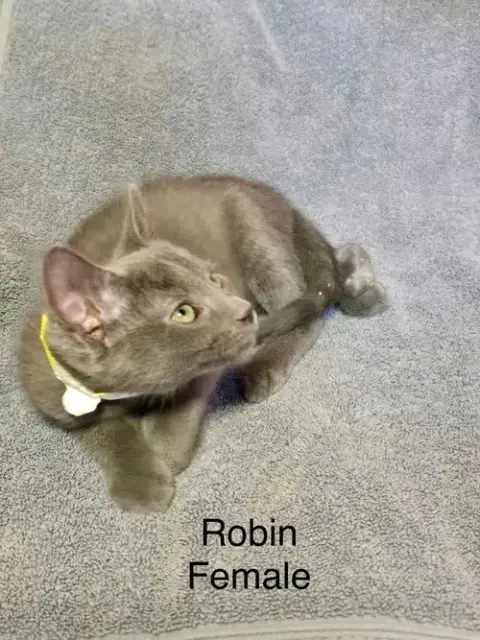 Robin photo 2