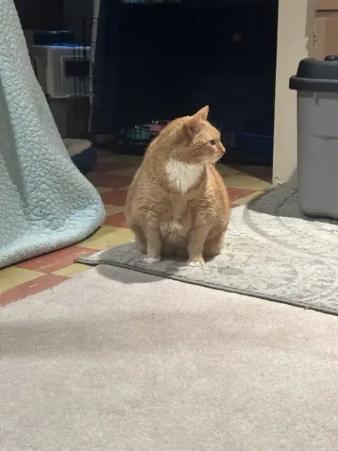 Garfield photo 3