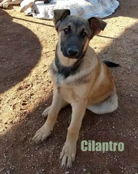 Cilantro