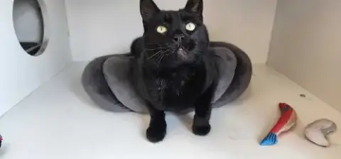 Thachery Binx photo 4
